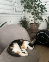 Cat lost in Clisson