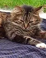 EMERGENCY: Cat lost in Saint-Hilaire-de-Clisson