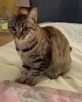 URGÊNCIA: Gato perdido(a) em Saint-Lumine-de-Clisson