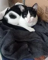 EMERGENCY: Cat lost in San Miguel de la Pascana