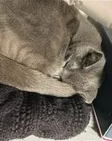 URGENCE : Chat perdu(e) à Gelenberg