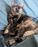 Katze in Villa Dalme verloren