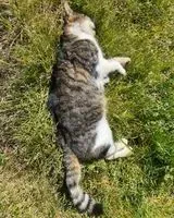 NOTFALL: Katze in Saint-Mars-de-Coutais gefunden