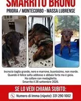 Perro perdido(a) en Sorrento