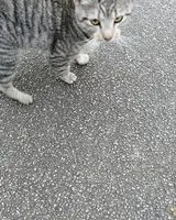 URGENCIA: Gato visto(a) en Aigrefeuille-sur-Maine