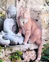 Cat lost in Cambes
