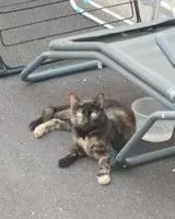 Gatto trovato(a) a Geneston