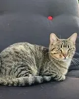 URGENCE : Chat perdu(e) à Saint-Jean-de-Blaignac