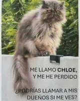 Cat lost in Serra