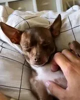 URGENCIA: Perro perdido(a) en Los Angeles