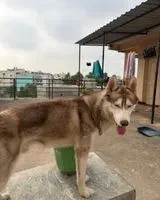Hund in Bengaluru verloren