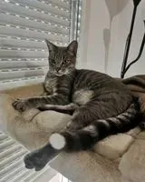 URGENCIA: Gato perdido(a) en Le Mans