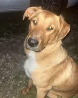 URGENZA: Cane smarrito(a) a Le Fouilloux