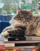 EMERGENCY: Cat lost in Tournon-Saint-Pierre