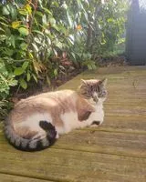 URGENCIA: Gato perdido(a) en Villard-de-Lans