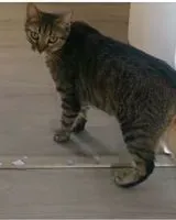Cat lost in Épône