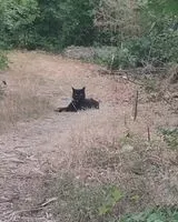 Cat found in Gorges