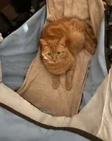 NOTFALL: Katze in L'Étoile verloren