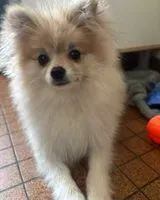 URGENZA: Cane smarrito(a) a Nantes