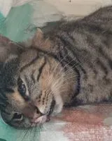 Cat found in Clisson