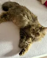 URGENCE : Chat trouvé(e) à La Caillaudière