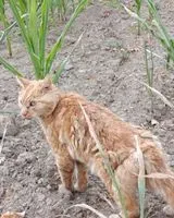 Cat seen in Beaufou