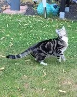 Gato perdido(a) en Berlin