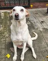Hund in Bengaluru verloren