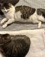 EMERGENCY: Cat lost in Divatte-sur-Loire