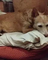 Perro perdido(a) en Laghetto