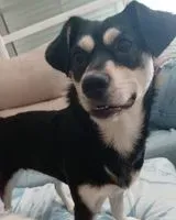Dog lost in Arucas