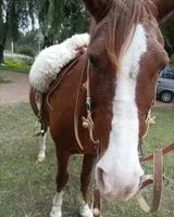 Equino perdido(a) en Progreso