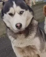 URGENCIA: Perro perdido(a) en Doussay