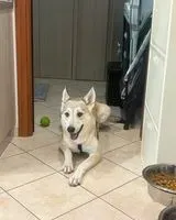 Dog lost in Rome