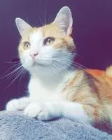Gato perdido(a) en Saint-Jean-de-Monts