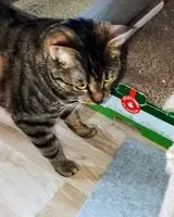 Gato perdido(a) en Saint Denis