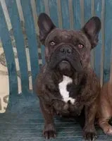 NOTFALL: Hund in Riverside verloren