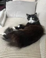 URGENCIA: Gato perdido(a) en Bordeaux