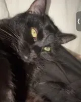 Cat lost in Loiron-Ruillé