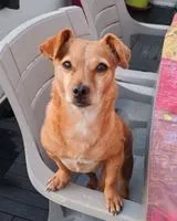 Dog lost in Strasbourg