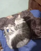 Katze in La Escondida verloren