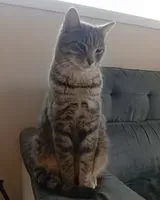 URGÊNCIA: Gato perdido(a) em Montaigu-Vendée