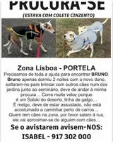 URGENZA: Cane smarrito(a) a Loures