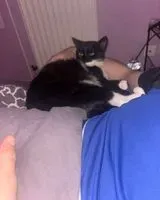 URGENZA: Gatto smarrito(a) a La Montagne