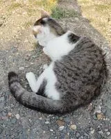 URGENCE : Chat perdu(e) à Paris