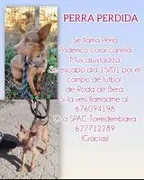 URGÊNCIA: Cão perdido(a) em Roda de Berà