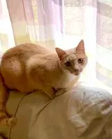Cat lost in Vertou