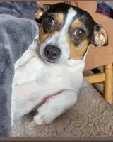 URGENZA: Cane smarrito(a) a La Rinconada