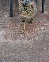 Chat trouvé(e) à Remouillé