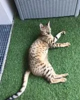 URGENCIA: Gato perdido(a) en Sainte-Luce-sur-Loire